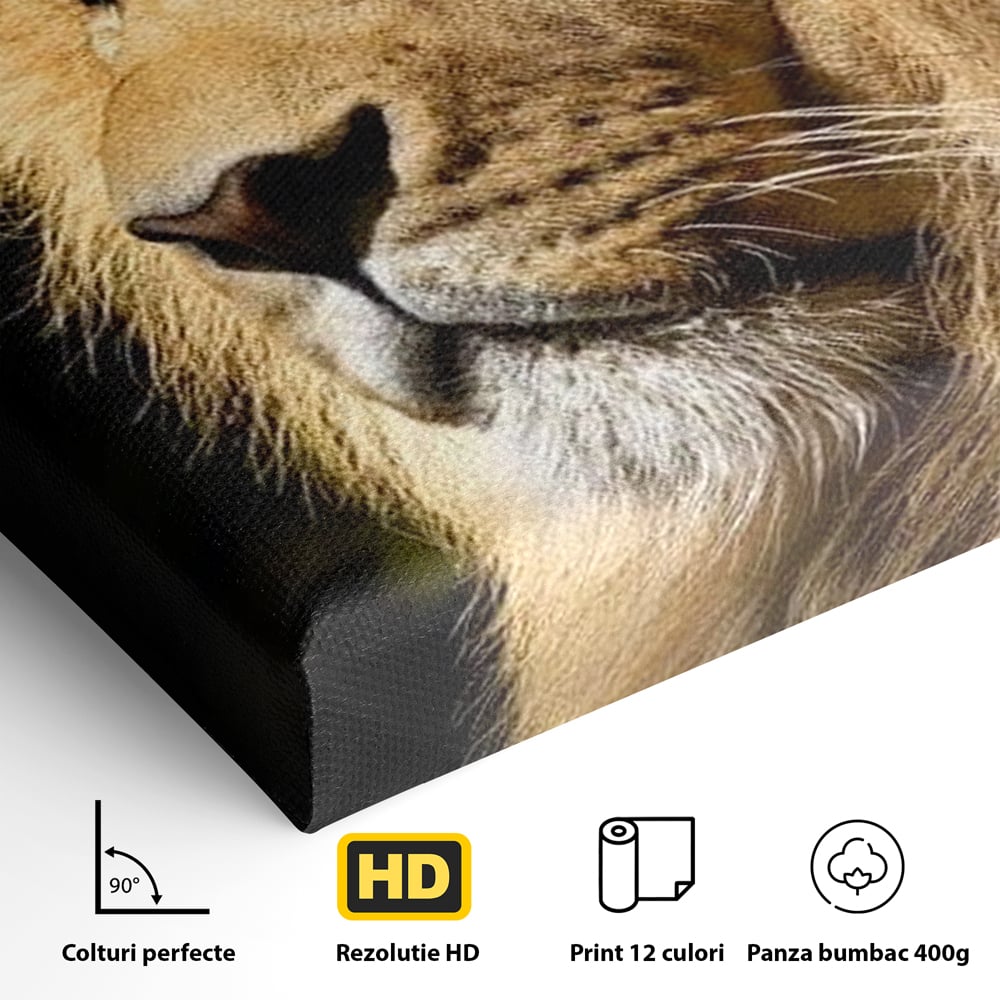 Tablou Canvas Premium, LuxCanva® M1367, Farmec Imperial, Leu, Animal, Rege, Maretie, Intelepciune, Forta, Lumina, Profil, Portret, Viziune, Respect, Birou, Living, Camera Copil