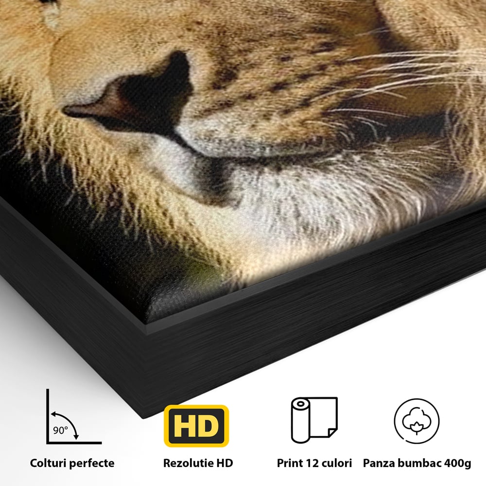 Tablou Canvas Premium, LuxCanva® M1367, Farmec Imperial, Leu, Animal, Rege, Maretie, Intelepciune, Forta, Lumina, Profil, Portret, Viziune, Respect, Birou, Living, Camera Copil