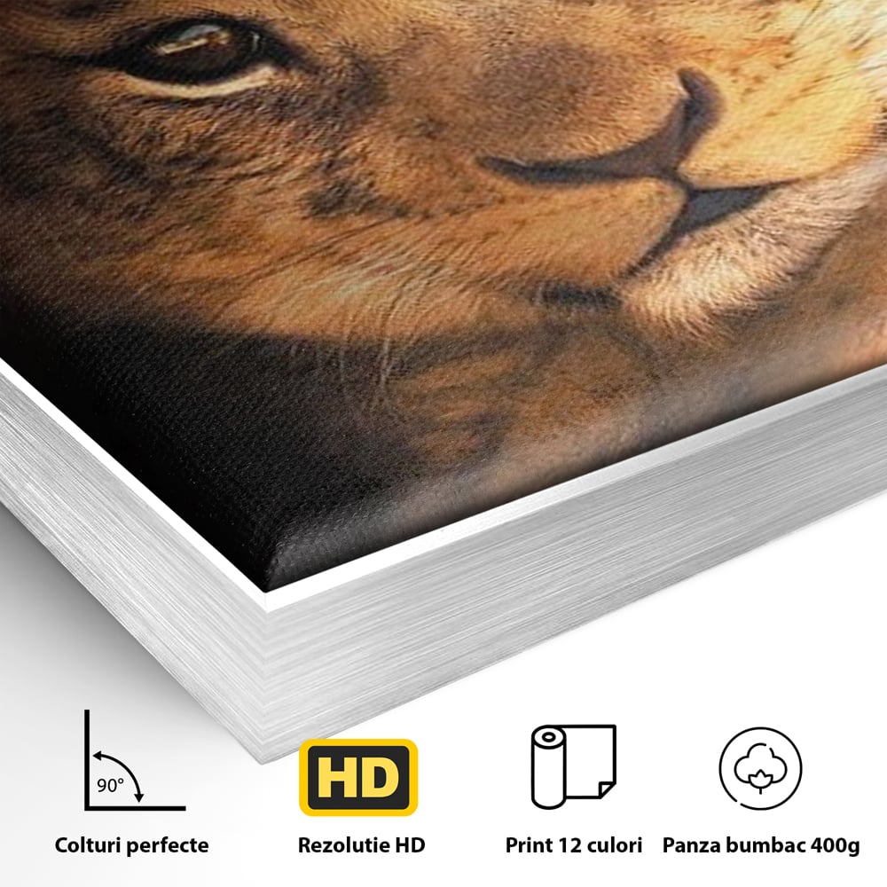 Leinwandbilder Premium, LuxCanva® M1377, Kleiner König, Erbe, Dynastie, Huhn, Löwe, Unschuld, Kindheit, Portrait, Licht, Sonnenaufgang, Büro, Wohnen, Kinderzimmer