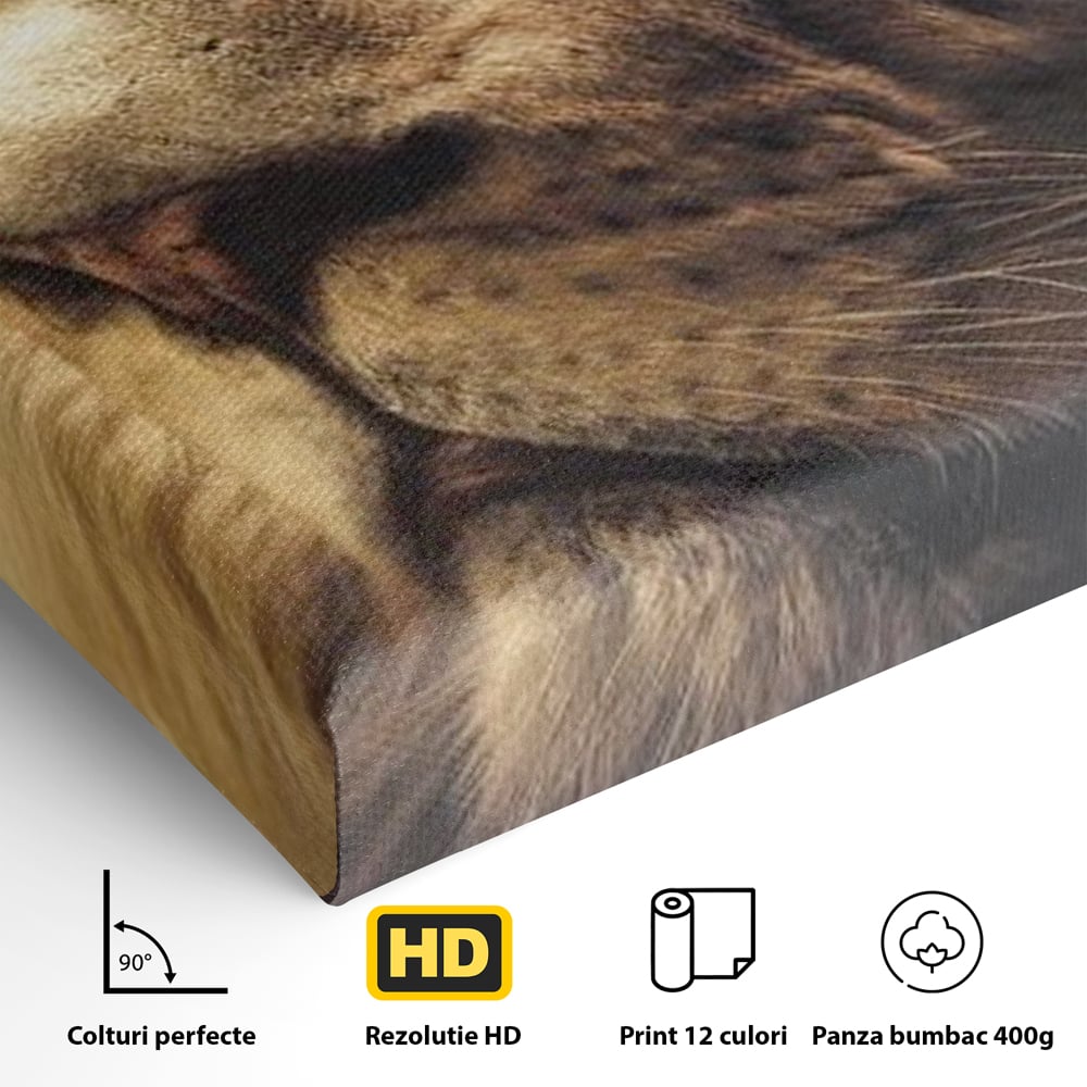 Leinwandbilder Premium, LuxCanva® M1393, Eisblick, Realistisch, Portrait, Gesicht, Dschungel, Geheimnisvoll, Denker, Meditation, Wild, Tier, Löwe, Büro, Wohnen, Kinderzimmer