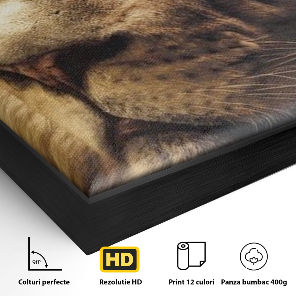 Leinwandbilder Premium, LuxCanva® M1393, Eisblick, Realistisch, Portrait, Gesicht, Dschungel, Geheimnisvoll, Denker, Meditation, Wild, Tier, Löwe, Büro, Wohnen, Kinderzimmer
