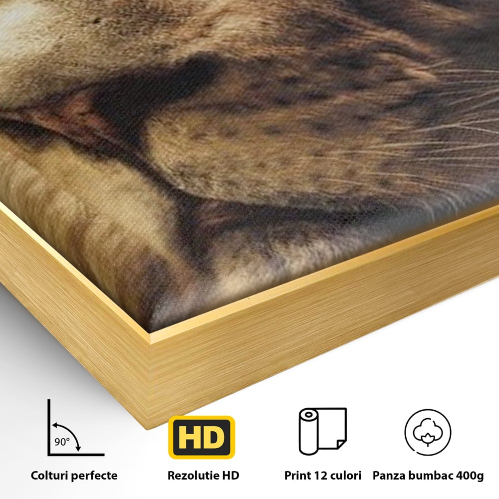 Leinwandbilder Premium, LuxCanva® M1393, Eisblick, Realistisch, Portrait, Gesicht, Dschungel, Geheimnisvoll, Denker, Meditation, Wild, Tier, Löwe, Büro, Wohnen, Kinderzimmer