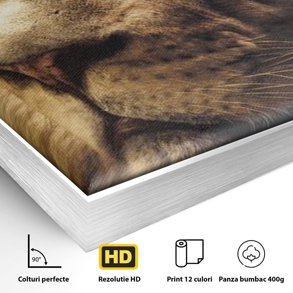 Leinwandbilder Premium, LuxCanva® M1393, Eisblick, Realistisch, Portrait, Gesicht, Dschungel, Geheimnisvoll, Denker, Meditation, Wild, Tier, Löwe, Büro, Wohnen, Kinderzimmer