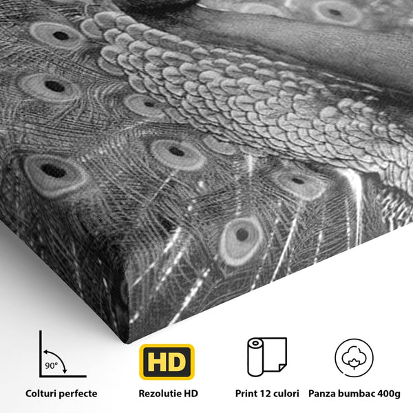 Tablou Canvas Premium, LuxCanva® M1408, Paunul de Argint, Alb si Negru, Pasare, Eleganta, Gratios, Sublim, Paun, Pene, Exotic, Minimalist, Birou, Living, Camera Copil