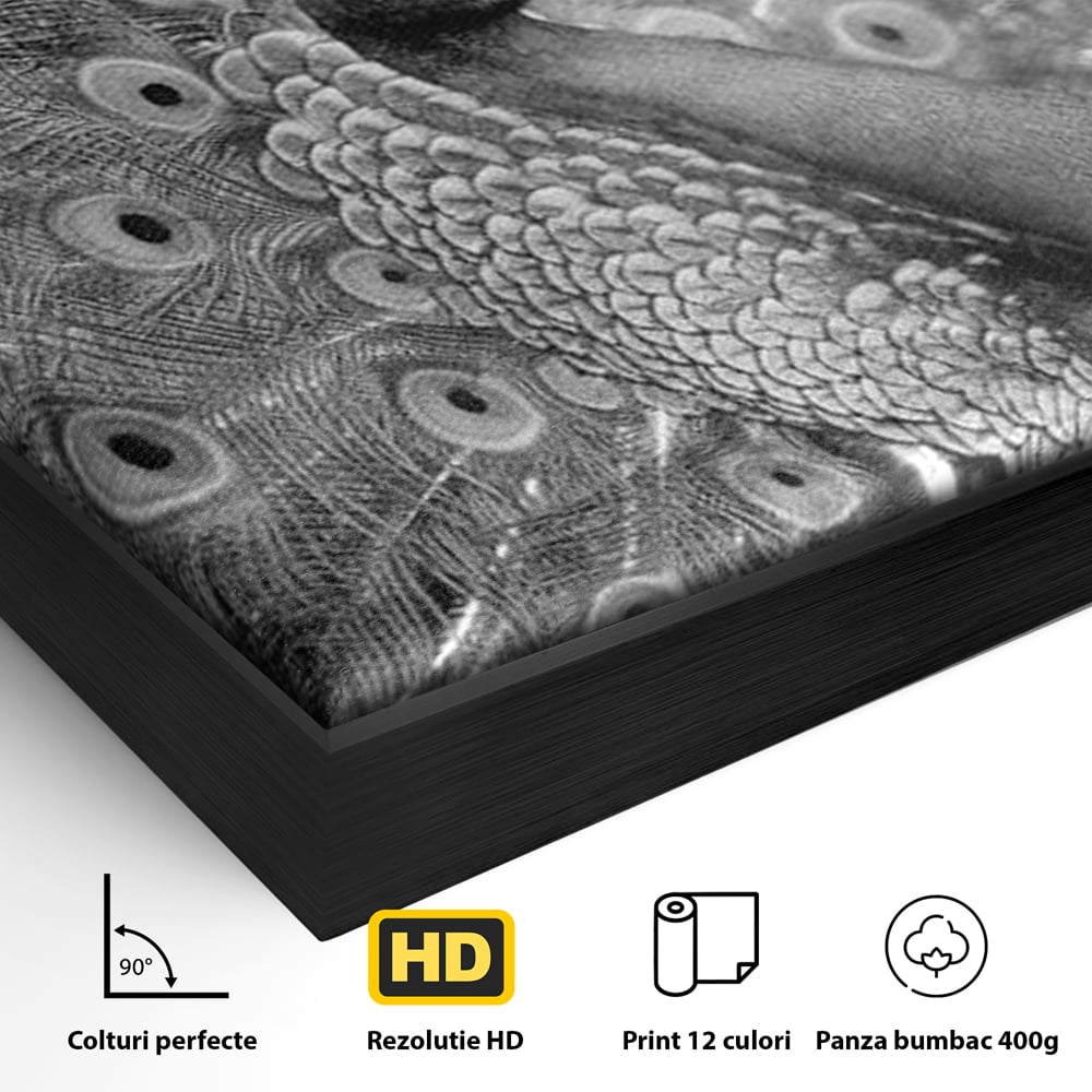 Tablou Canvas Premium, LuxCanva® M1408, Paunul de Argint, Alb si Negru, Pasare, Eleganta, Gratios, Sublim, Paun, Pene, Exotic, Minimalist, Birou, Living, Camera Copil