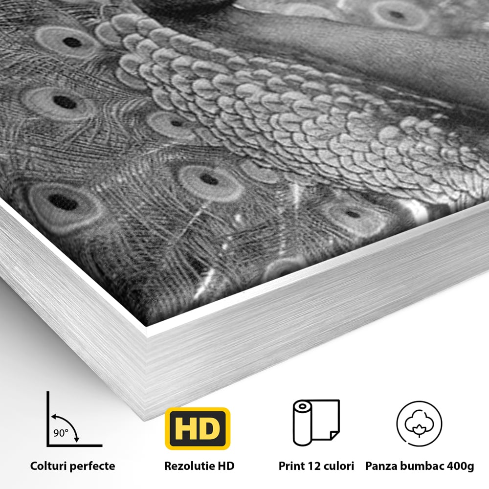 Tablou Canvas Premium, LuxCanva® M1408, Paunul de Argint, Alb si Negru, Pasare, Eleganta, Gratios, Sublim, Paun, Pene, Exotic, Minimalist, Birou, Living, Camera Copil