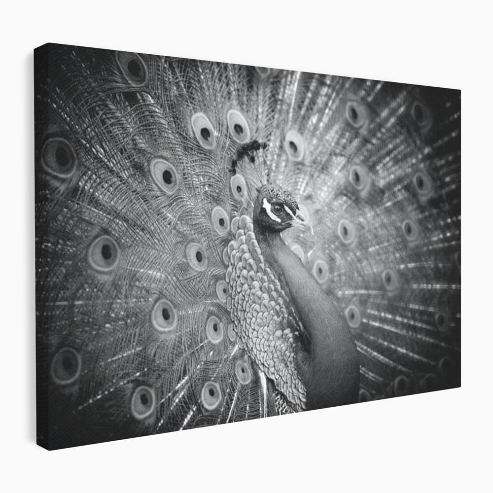 Tablou Canvas Premium, LuxCanva® M1408, Paunul de Argint, Alb si Negru, Pasare, Eleganta, Gratios, Sublim, Paun, Pene, Exotic, Minimalist, Birou, Living, Camera Copil