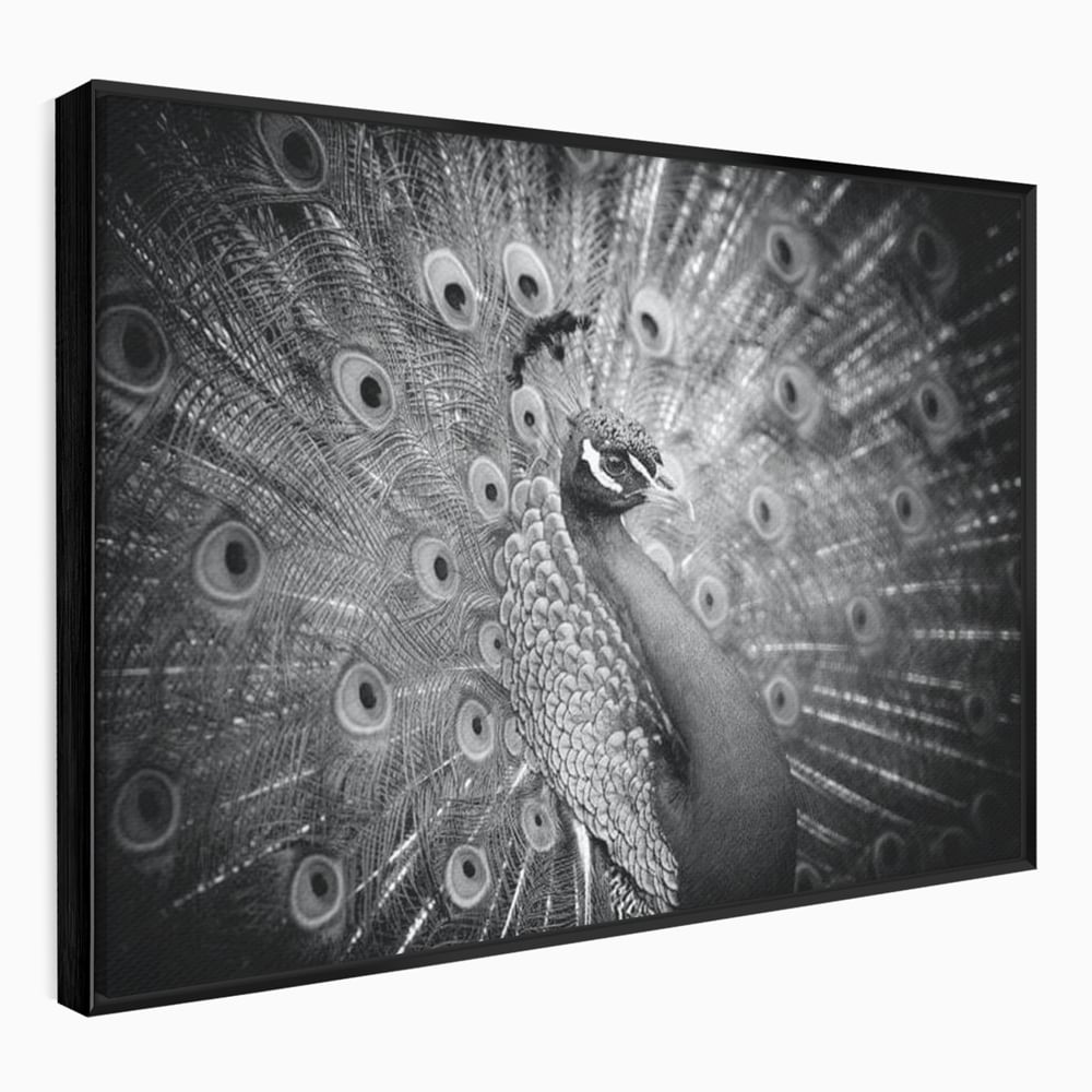Tablou Canvas Premium, LuxCanva® M1408, Paunul de Argint, Alb si Negru, Pasare, Eleganta, Gratios, Sublim, Paun, Pene, Exotic, Minimalist, Birou, Living, Camera Copil