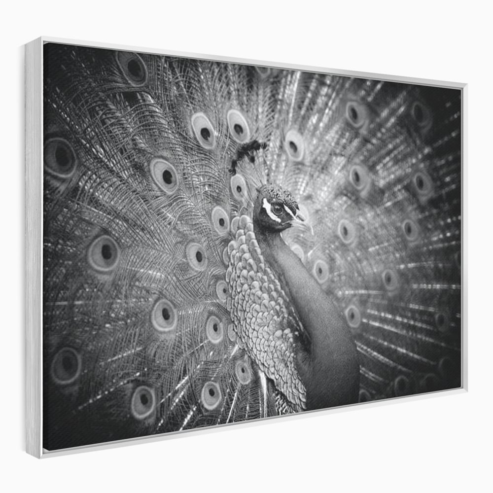 Tablou Canvas Premium, LuxCanva® M1408, Paunul de Argint, Alb si Negru, Pasare, Eleganta, Gratios, Sublim, Paun, Pene, Exotic, Minimalist, Birou, Living, Camera Copil