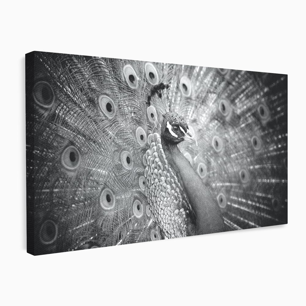 Tablou Canvas Premium, LuxCanva® M1408, Paunul de Argint, Alb si Negru, Pasare, Eleganta, Gratios, Sublim, Paun, Pene, Exotic, Minimalist, Birou, Living, Camera Copil