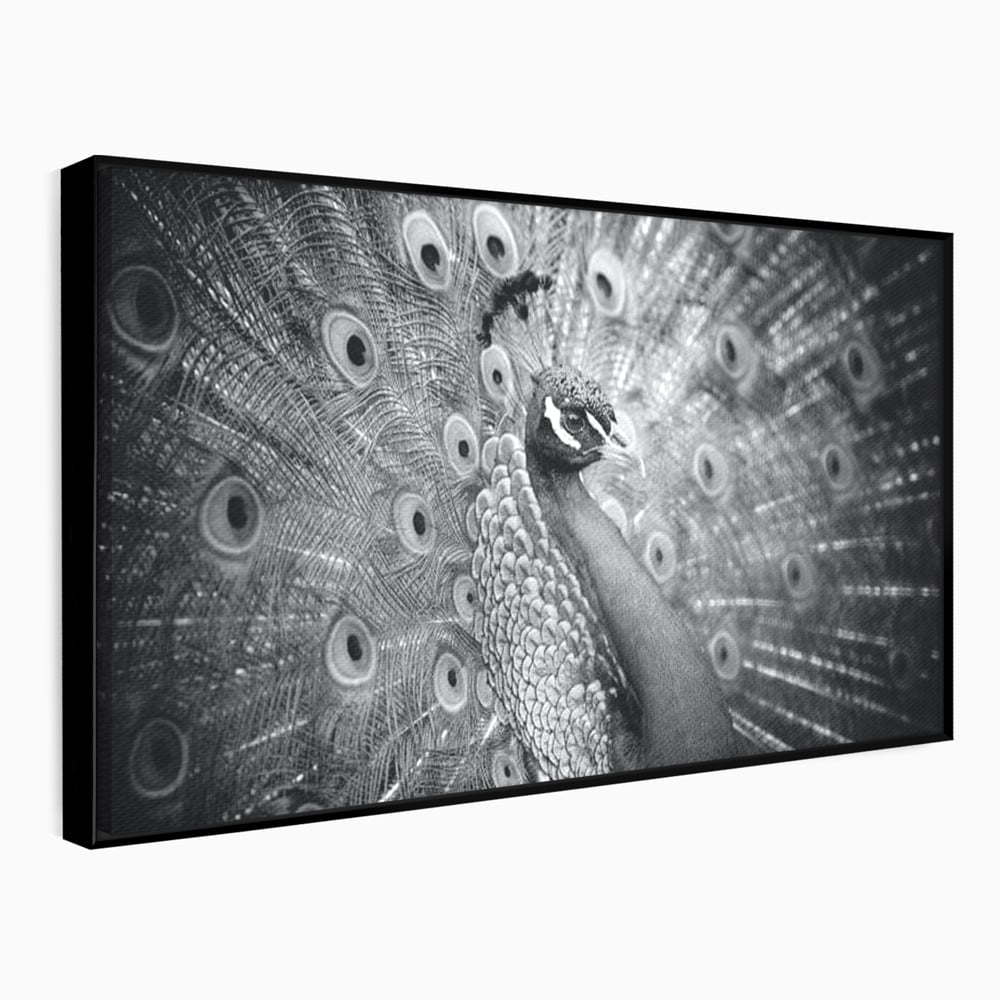 Tablou Canvas Premium, LuxCanva® M1408, Paunul de Argint, Alb si Negru, Pasare, Eleganta, Gratios, Sublim, Paun, Pene, Exotic, Minimalist, Birou, Living, Camera Copil