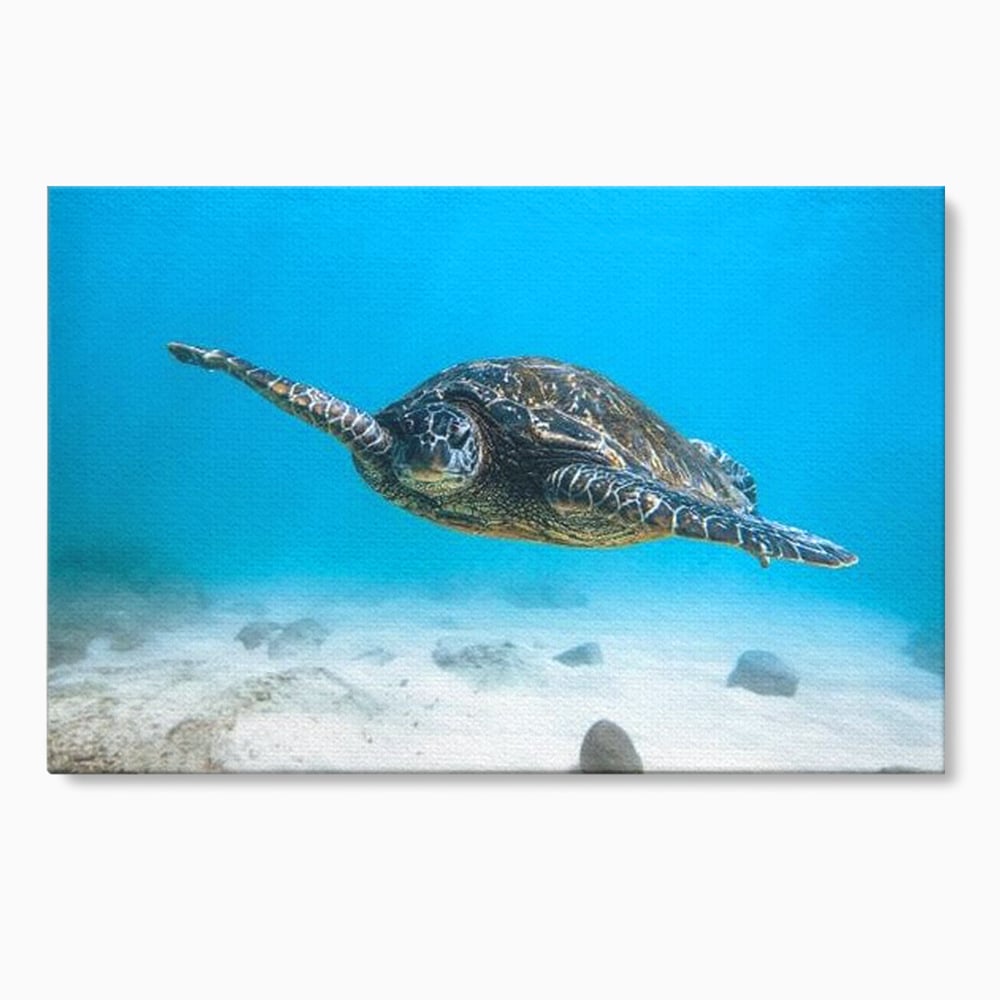 Leinwand Wandkunst Canvas Premium, LuxCanva® M1416, Unendlichkeit schwimmend, Schildkröte, Ozean, Sand, Freiheit, Gleichgewicht, Wasser, aquatisch, Frieden, Leben, Energie, Büro, Wohnen, Kinderzimmer