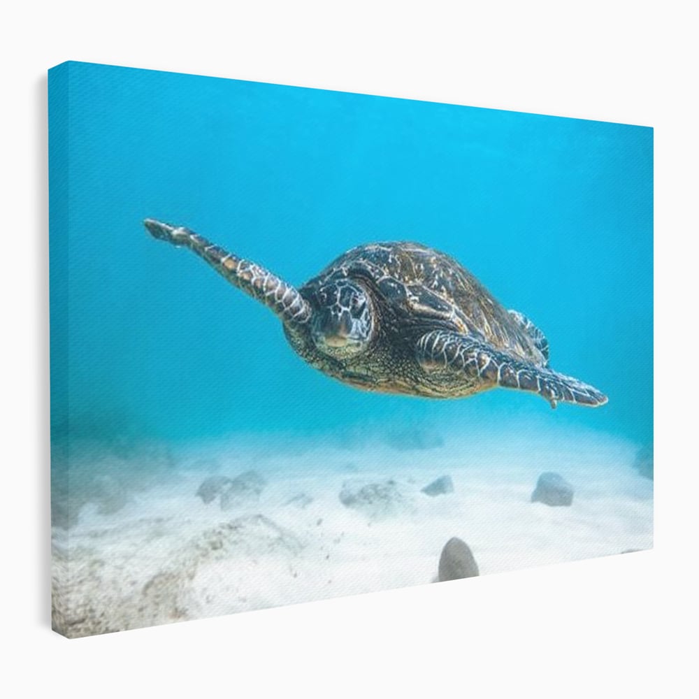 Leinwand Wandkunst Canvas Premium, LuxCanva® M1416, Unendlichkeit schwimmend, Schildkröte, Ozean, Sand, Freiheit, Gleichgewicht, Wasser, aquatisch, Frieden, Leben, Energie, Büro, Wohnen, Kinderzimmer