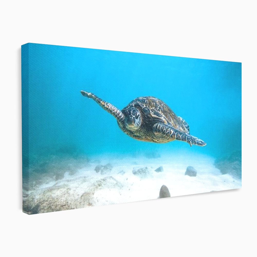 Leinwand Wandkunst Canvas Premium, LuxCanva® M1416, Unendlichkeit schwimmend, Schildkröte, Ozean, Sand, Freiheit, Gleichgewicht, Wasser, aquatisch, Frieden, Leben, Energie, Büro, Wohnen, Kinderzimmer