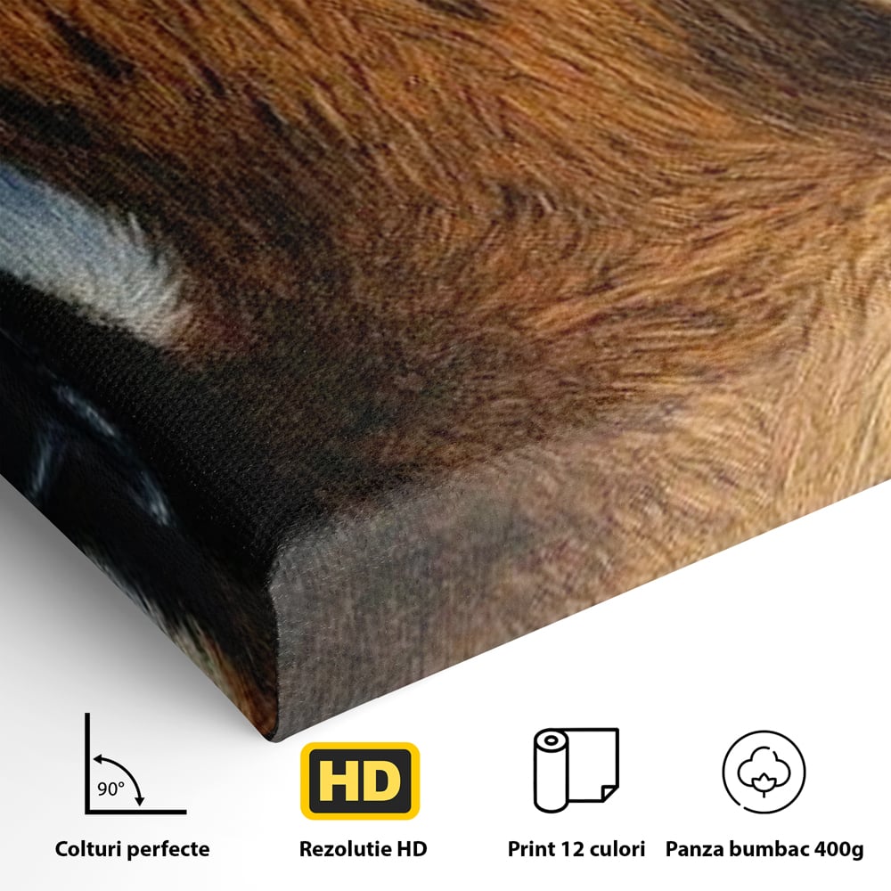 Leinwand Wandkunst Canvas Premium, LuxCanva® M1431, Verborgener Geist, Blick, Augen, Feuer, Geheimnis, Kraft, Instinkt, Bestie, Tiger, Tigerin, Feline, Dschungel, Exotisch, Büro, Wohnen, Kinderzimmer