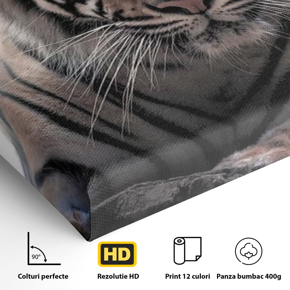Tablou Canvas Premium, LuxCanva® M1441, Singur sub Stele, Semiluna, Noapte, Stele, Cosmic, Tigru, Felina, Misterios, Dungi, Lumina, Portret, Birou, Living, Camera Copil