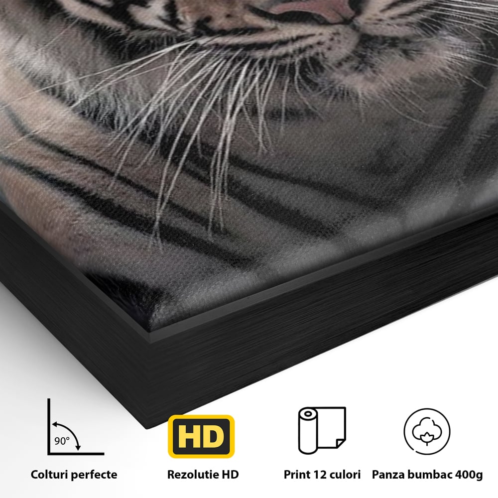 Tablou Canvas Premium, LuxCanva® M1441, Singur sub Stele, Semiluna, Noapte, Stele, Cosmic, Tigru, Felina, Misterios, Dungi, Lumina, Portret, Birou, Living, Camera Copil