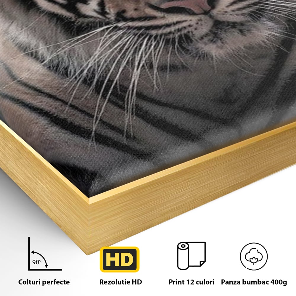 Tablou Canvas Premium, LuxCanva® M1441, Singur sub Stele, Semiluna, Noapte, Stele, Cosmic, Tigru, Felina, Misterios, Dungi, Lumina, Portret, Birou, Living, Camera Copil