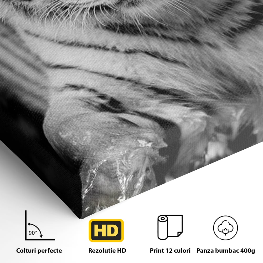 Tablou Canvas Premium, LuxCanva® M1442, Suflet Inghetat, Apa, Miscare, Tigru, Alb, Ochi, Safir, Privire, Natura, Jungla, Felina, Eleganta, Sublim, Birou, Living, Camera Copil