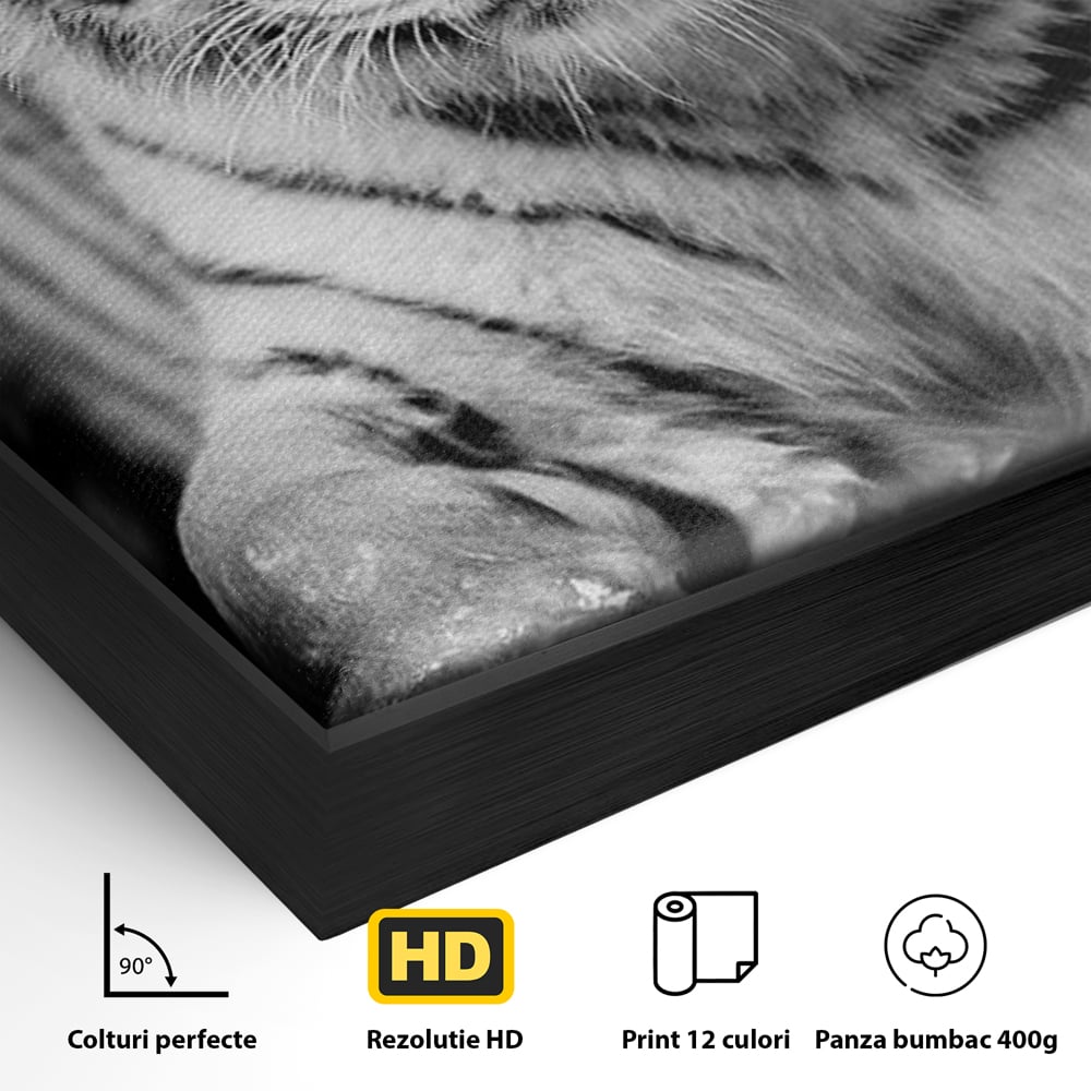 Tablou Canvas Premium, LuxCanva® M1442, Suflet Inghetat, Apa, Miscare, Tigru, Alb, Ochi, Safir, Privire, Natura, Jungla, Felina, Eleganta, Sublim, Birou, Living, Camera Copil