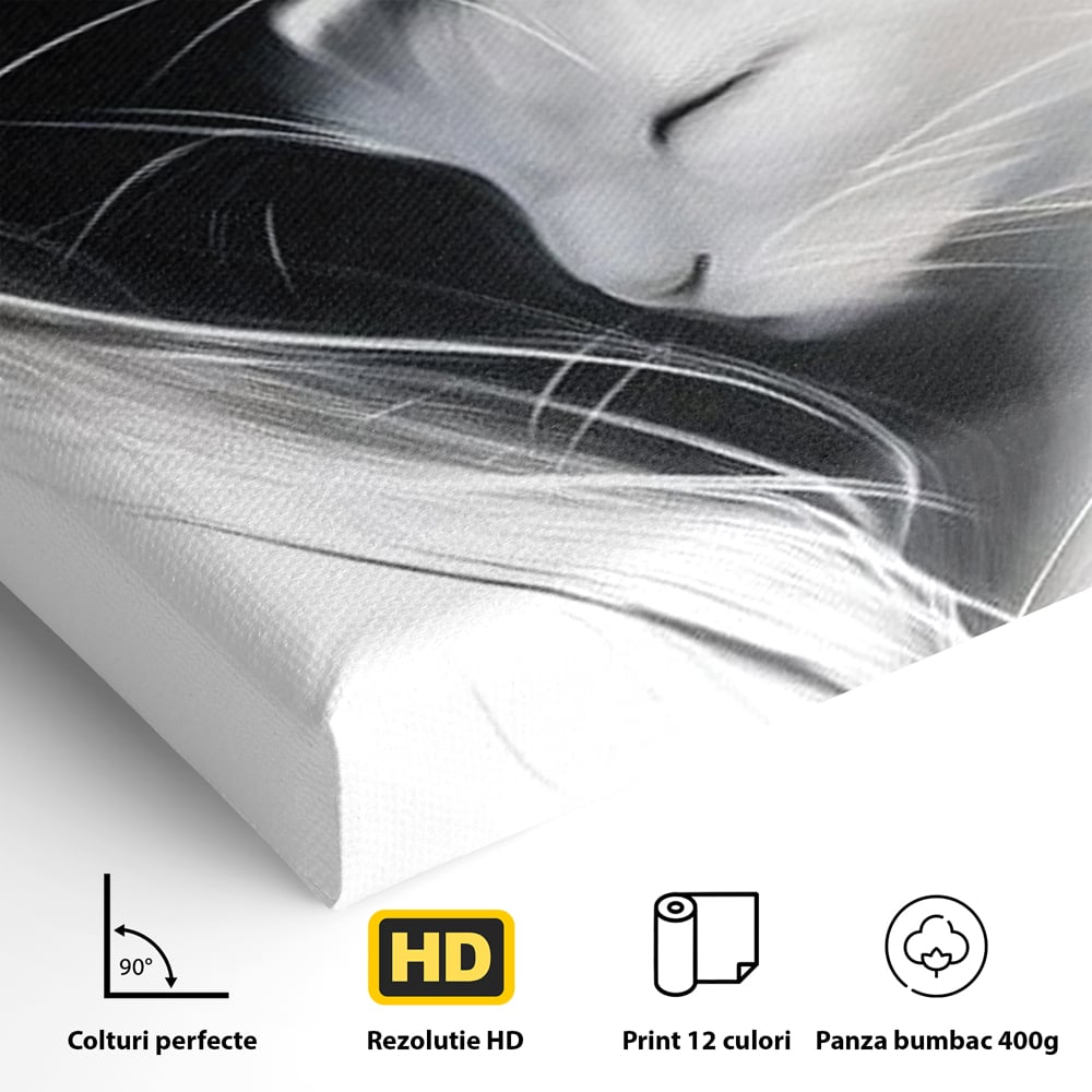 Tablou Canvas Premium, LuxCanva® M1533, Blanda Contopire, Pisici, Animale, Alb si Negru, Pereche, Iubire, Romantic, Dormitor, Birou, Living, Camera Copil
