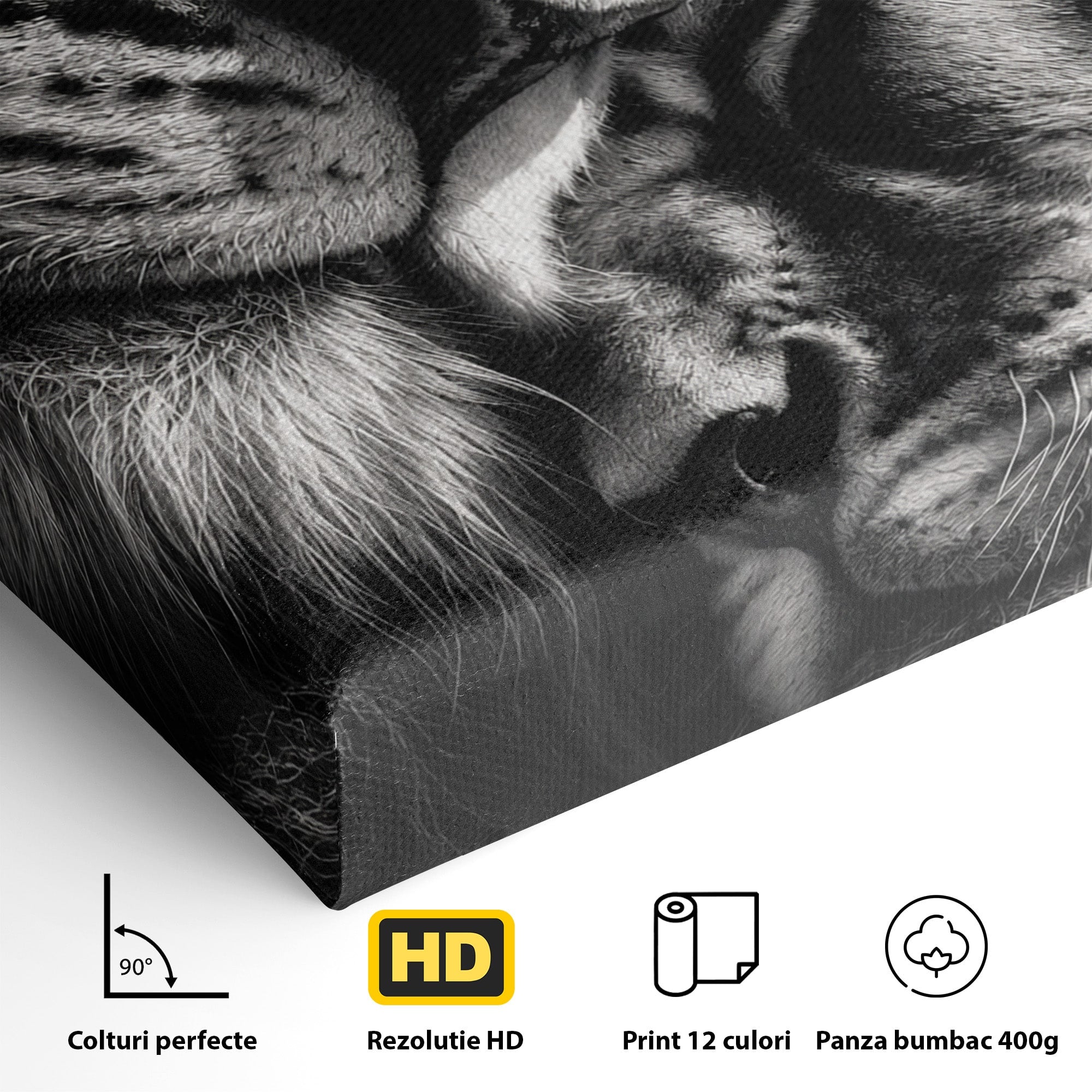 Tablou Canvas Premium LuxCanva® M1638, Tandretea Leilor, Leu, Animale, Tandrete, Fotografie, Dormitor, Culori Vibrante