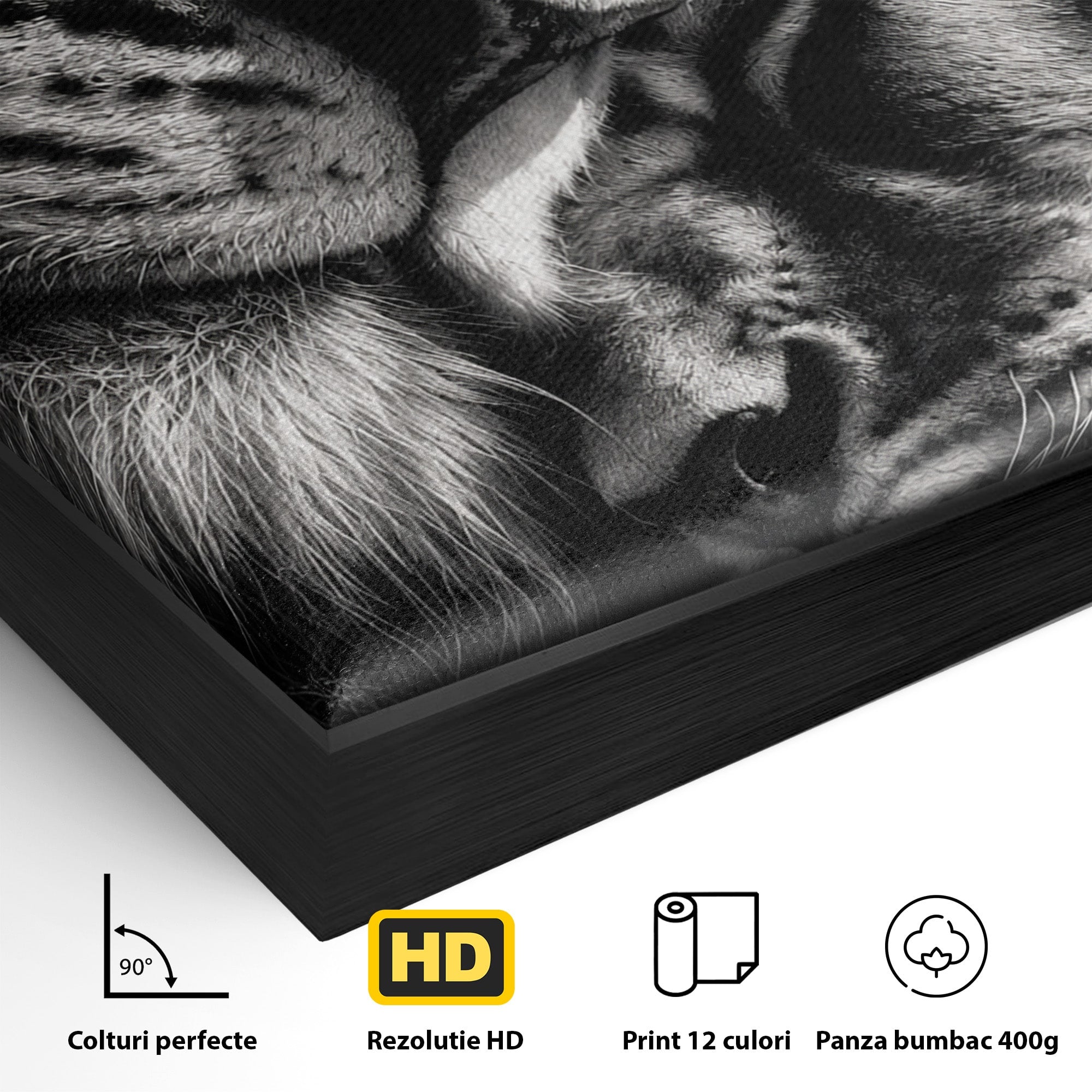 Tablou Canvas Premium LuxCanva® M1638, Tandretea Leilor, Leu, Animale, Tandrete, Fotografie, Dormitor, Culori Vibrante