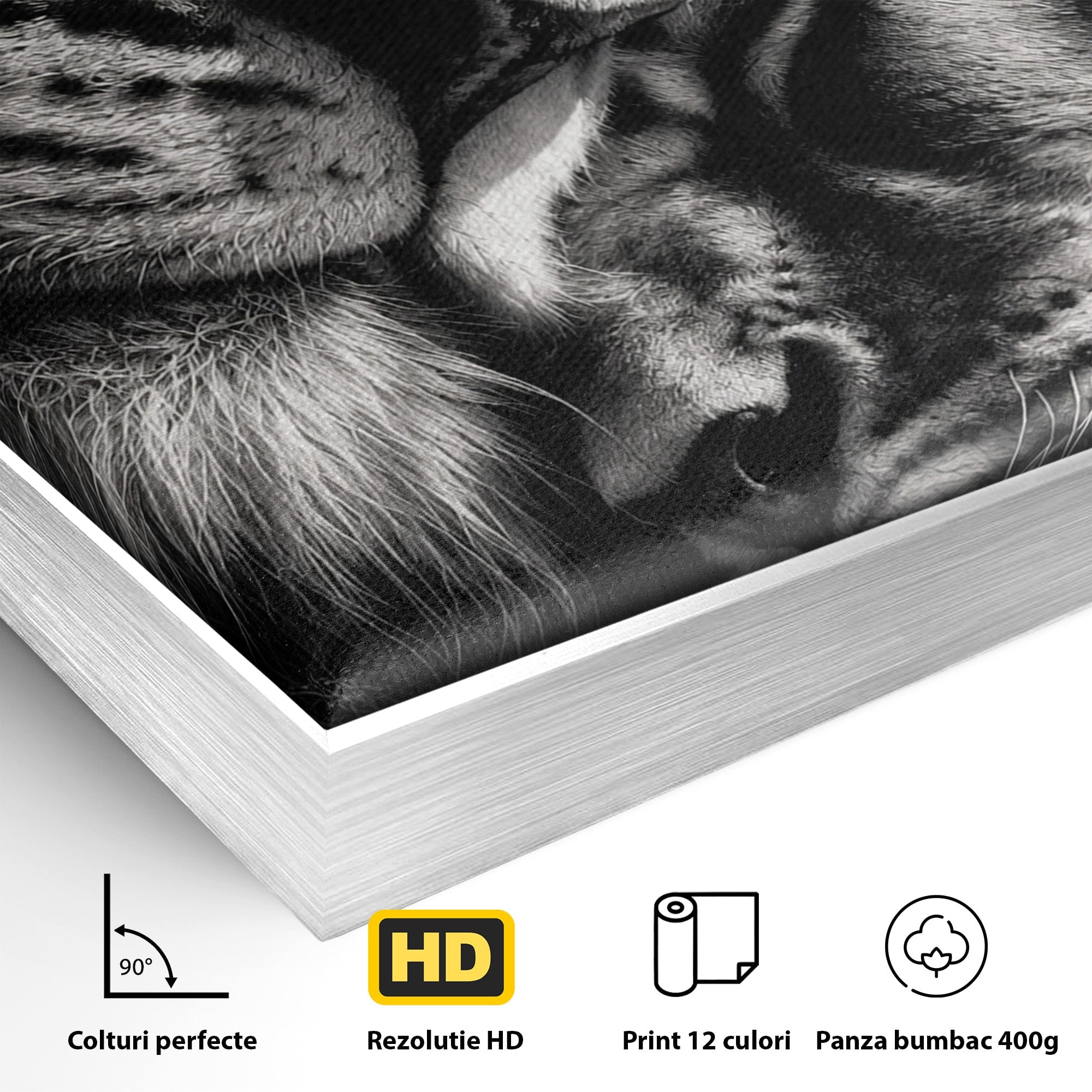 Tablou Canvas Premium LuxCanva® M1638, Tandretea Leilor, Leu, Animale, Tandrete, Fotografie, Dormitor, Culori Vibrante