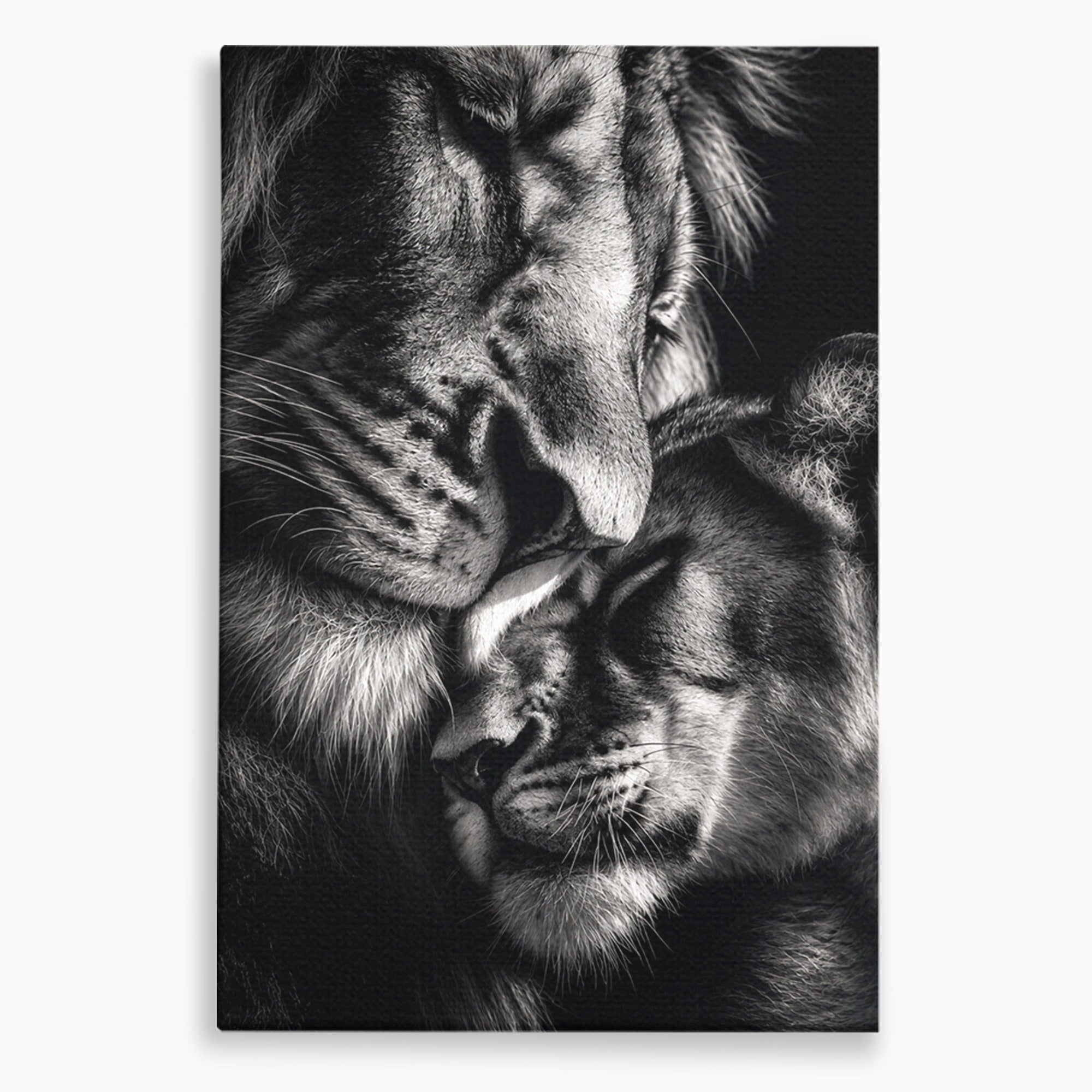 Tablou Canvas Premium LuxCanva® M1638, Tandretea Leilor, Leu, Animale, Tandrete, Fotografie, Dormitor, Culori Vibrante