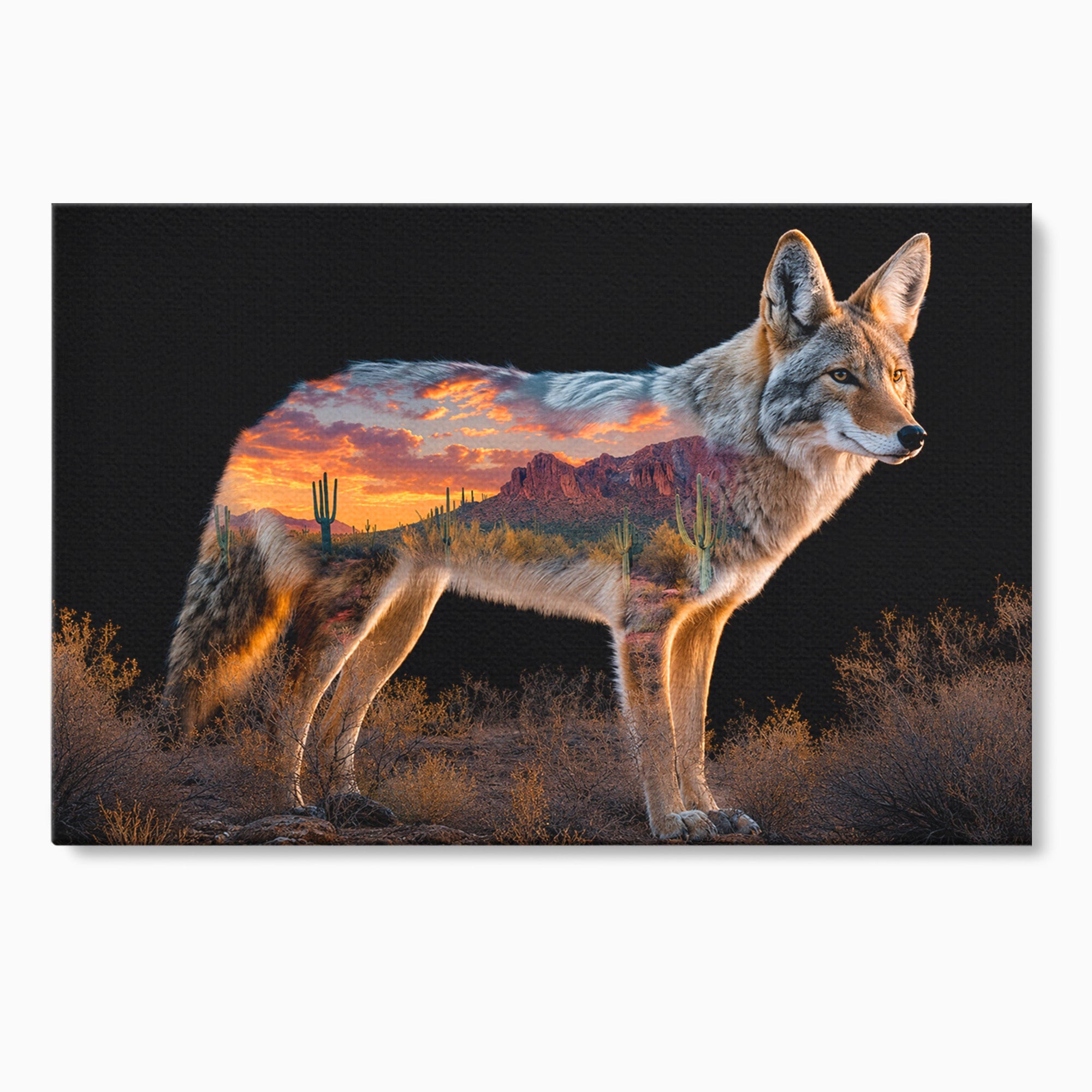 Tablou Canvas Premium LuxCanva® M1643, Coyote In Desert, Coyote, Desert, Apus, Natura, Peisaj, Animale, Living, Culori Vibrante