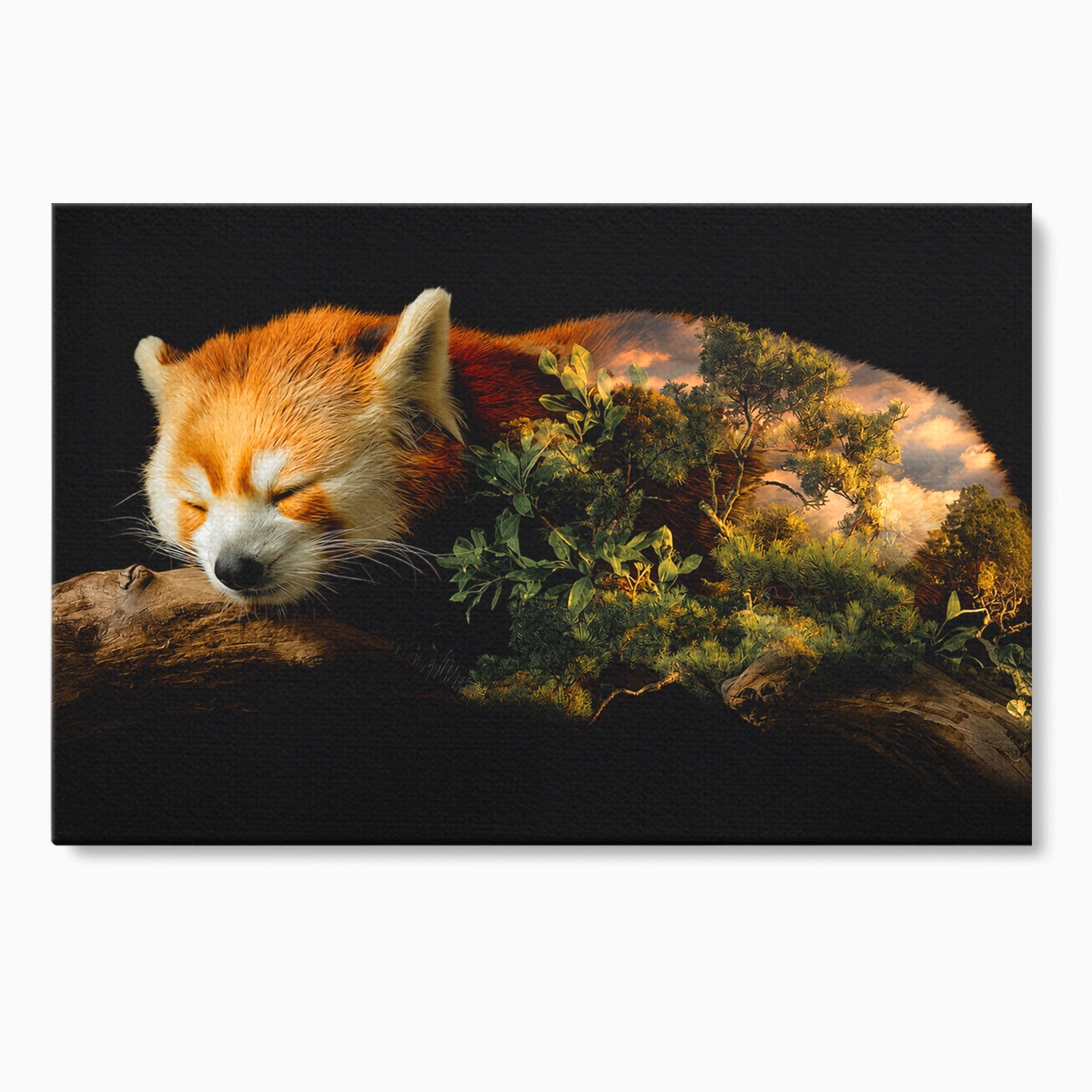 Tablou Canvas Premium LuxCanva® M1650, Panda Rosu Adormit, Panda Rosu, Natura, Padure, Animale, Relaxare, Dormitor, Living, Culori Vibrante