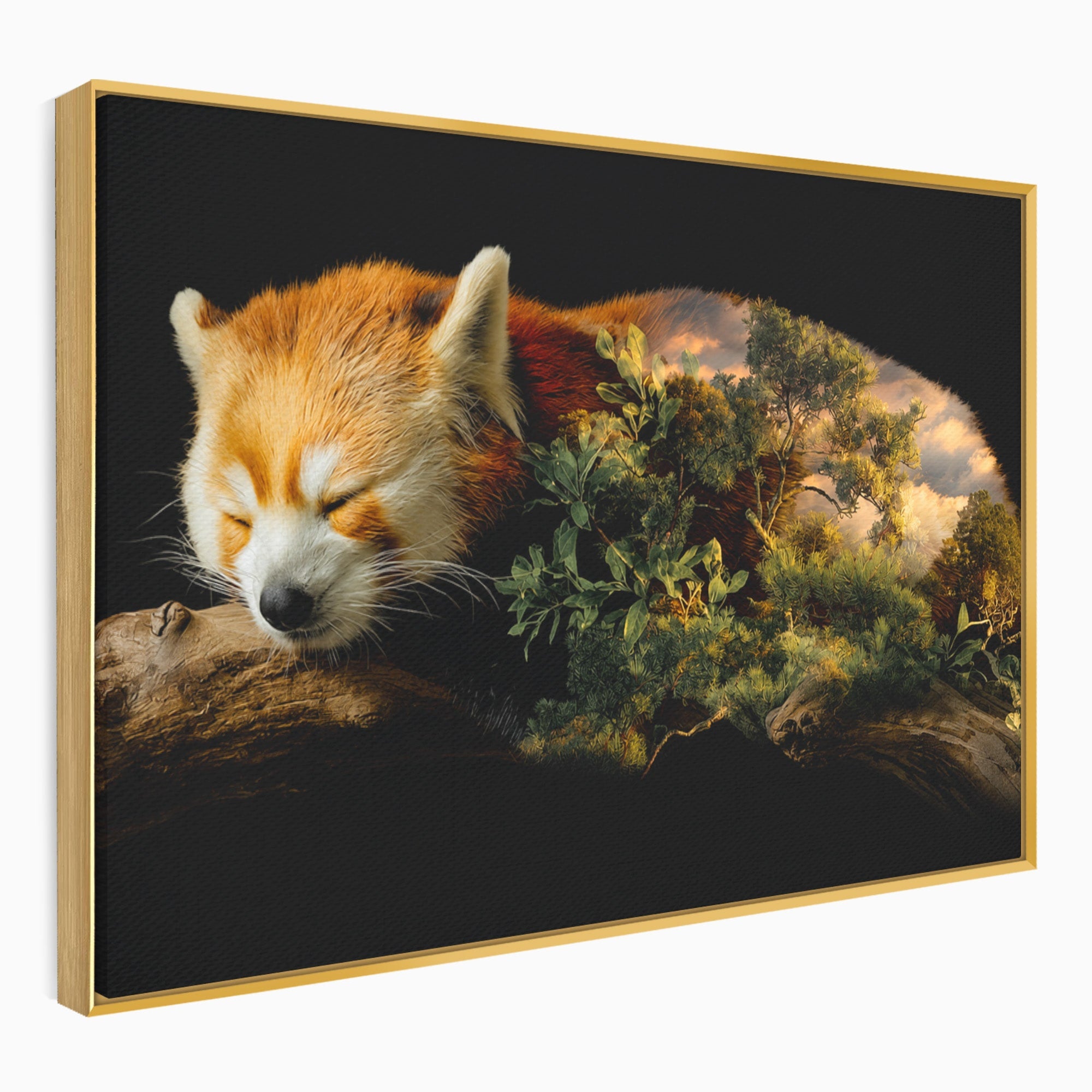Tablou Canvas Premium LuxCanva® M1650, Panda Rosu Adormit, Panda Rosu, Natura, Padure, Animale, Relaxare, Dormitor, Living, Culori Vibrante