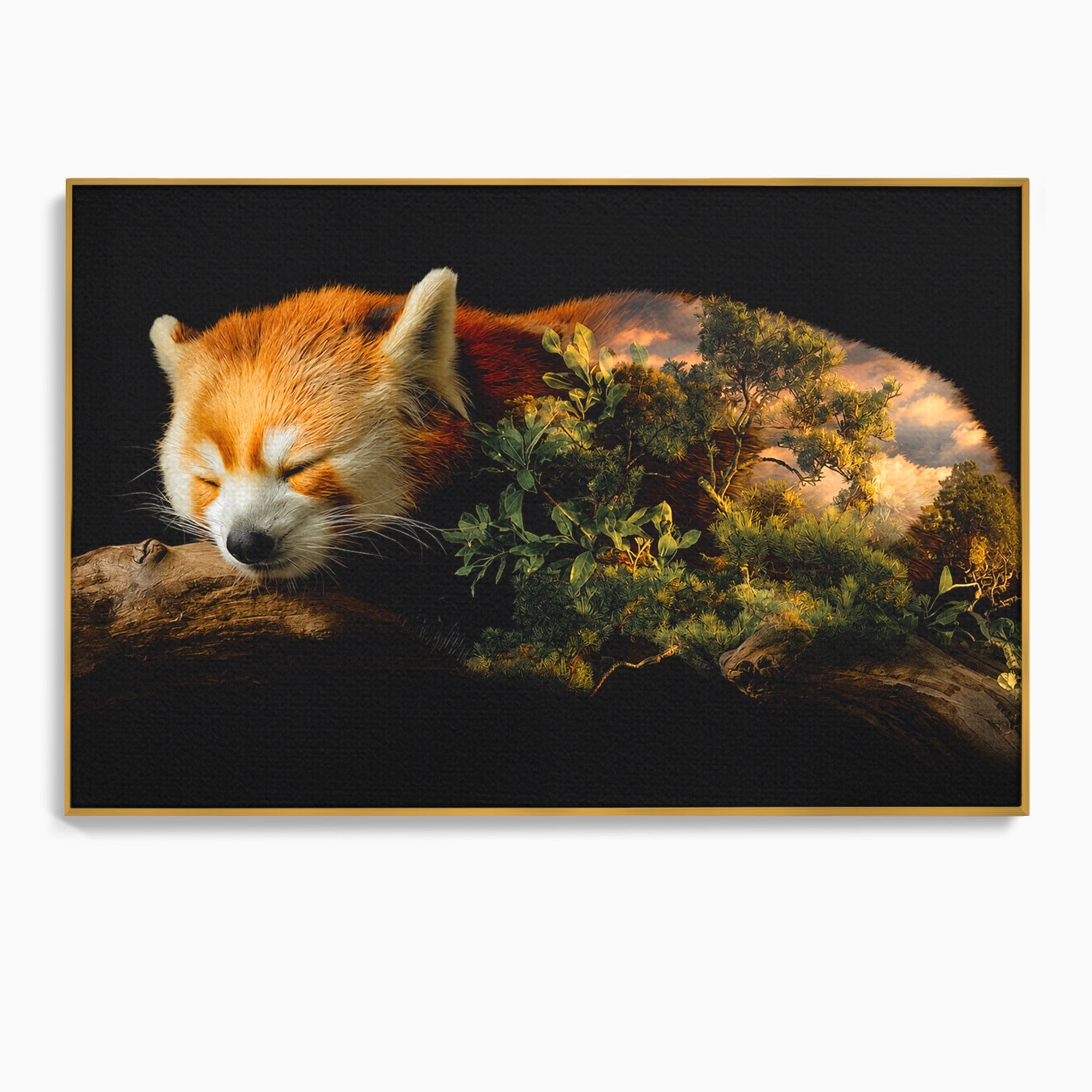 Tablou Canvas Premium LuxCanva® M1650, Panda Rosu Adormit, Panda Rosu, Natura, Padure, Animale, Relaxare, Dormitor, Living, Culori Vibrante