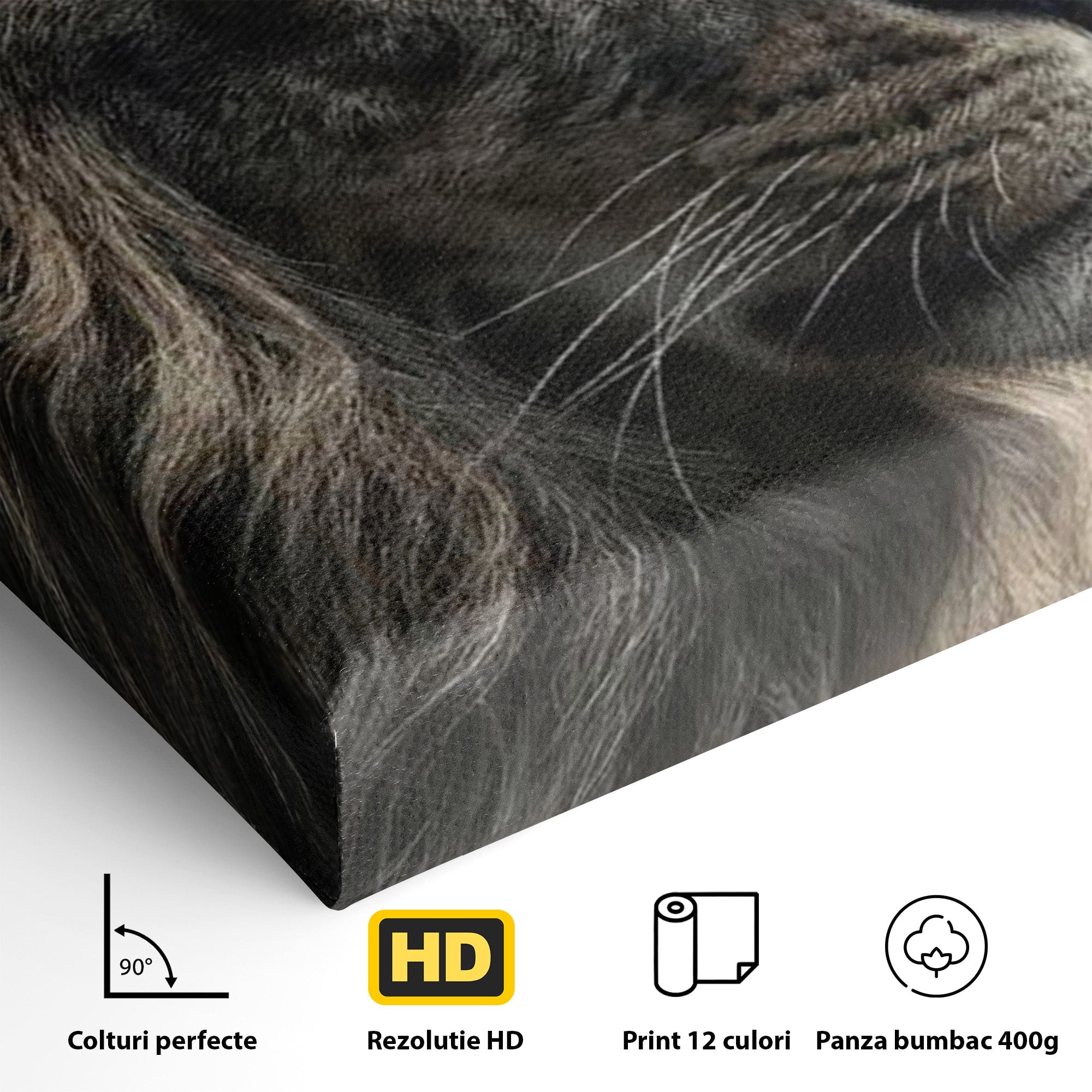 Tablou Canvas Premium LuxCanva® PI1298, Privirea Regala a Leului, Privire, Regal, Coroana, Dormitor, Birou, Culori Vibrante