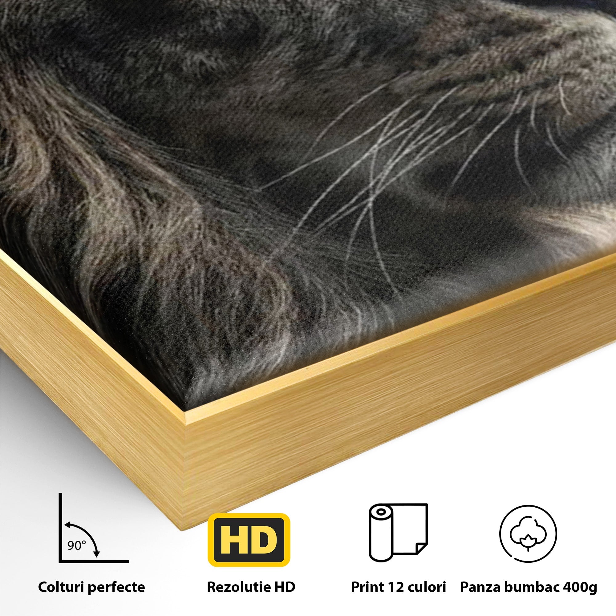 Tablou Canvas Premium LuxCanva® PI1298, Privirea Regala a Leului, Privire, Regal, Coroana, Dormitor, Birou, Culori Vibrante