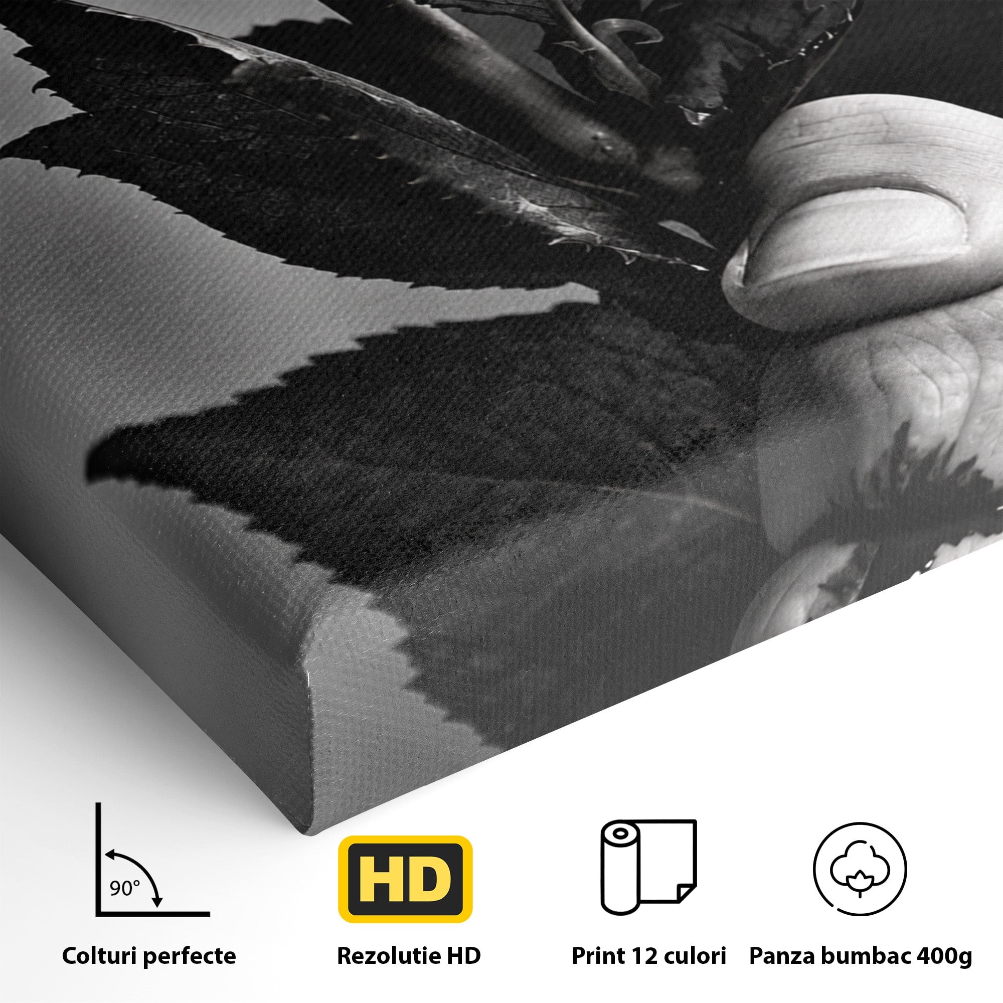 Tablou Canvas Premium LuxCanva® U1041, Trandafir In Mana, Alb-Negru, Contrast, Arta, Trandafir,  Dormitor, Culori Vibrante