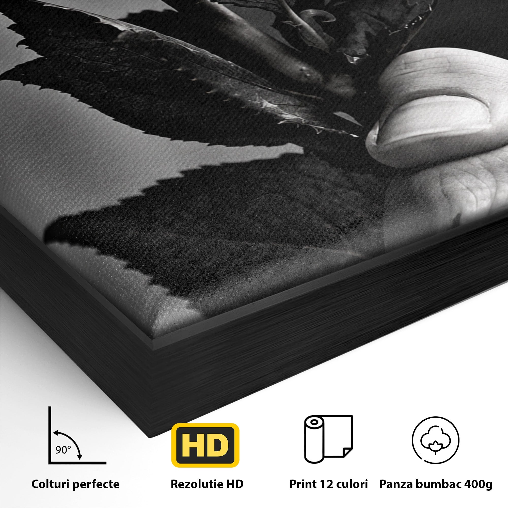 Tablou Canvas Premium LuxCanva® U1041, Trandafir In Mana, Alb-Negru, Contrast, Arta, Trandafir,  Dormitor, Culori Vibrante