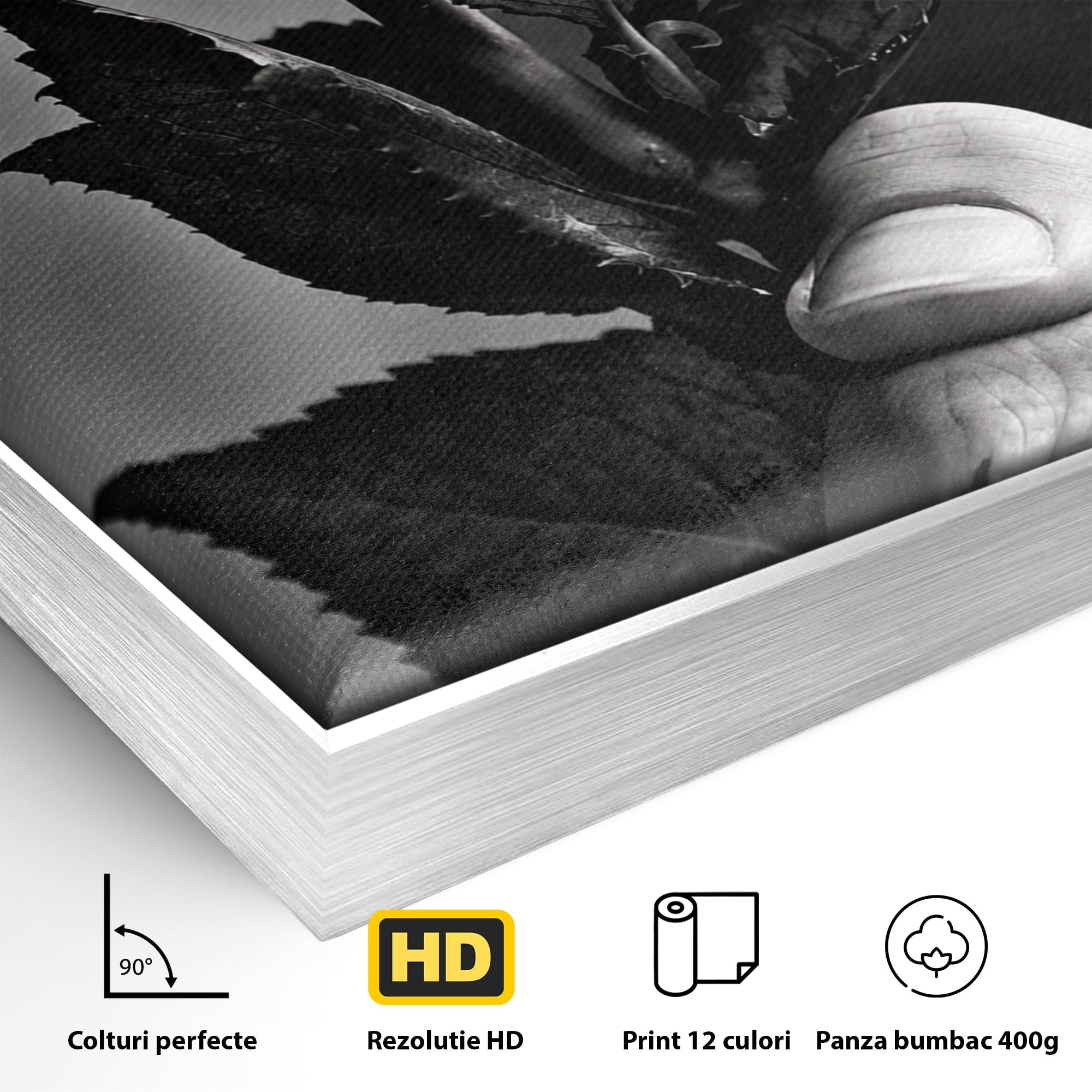 Tablou Canvas Premium LuxCanva® U1041, Trandafir In Mana, Alb-Negru, Contrast, Arta, Trandafir,  Dormitor, Culori Vibrante