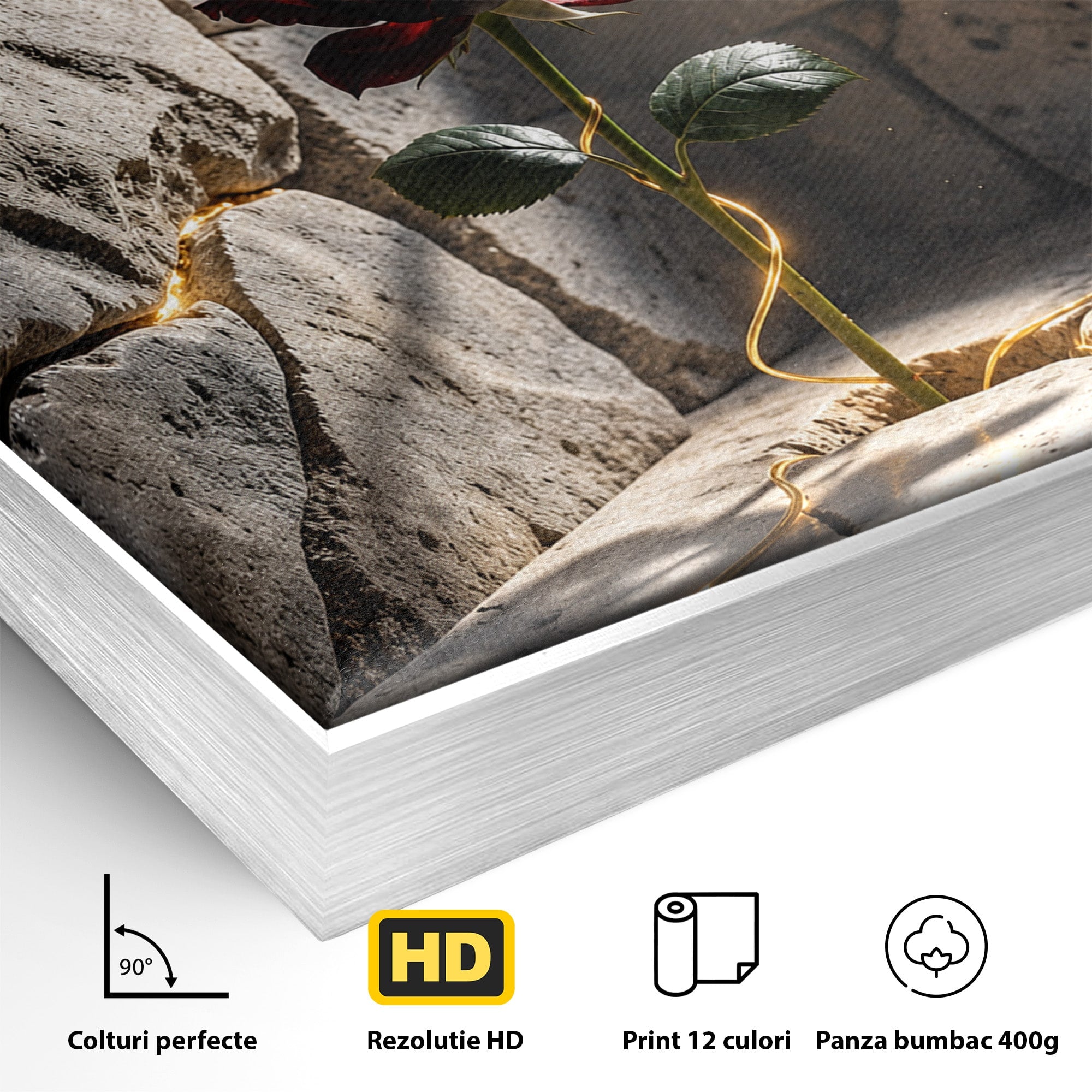 Tablou Canvas Premium LuxCanva® U1139, Trandafirul Magic, Fereastra, Lumina, Piatra, Trandafir, Dormitor, Culori Vibrante