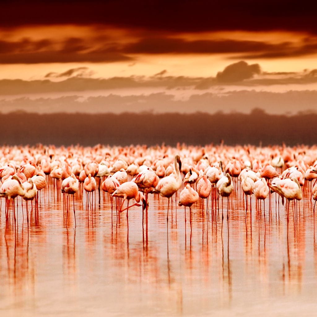 Tablou Canvas Premium, LuxCanva® M1034, Orizont in Flacari Roz, Apus, Pasari, Flamingo, Roz, Tropical, Miraj, Peisaj, Apa, Reflexie, Birou, Living, Camera Copil