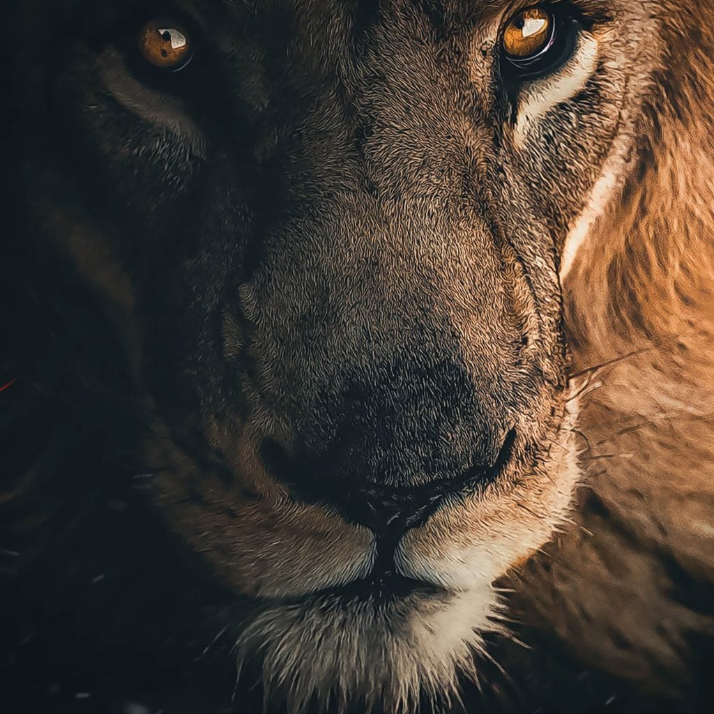 tablou canvas cu un chip de leu, redat realist deasupra unei ape, in nuante calde