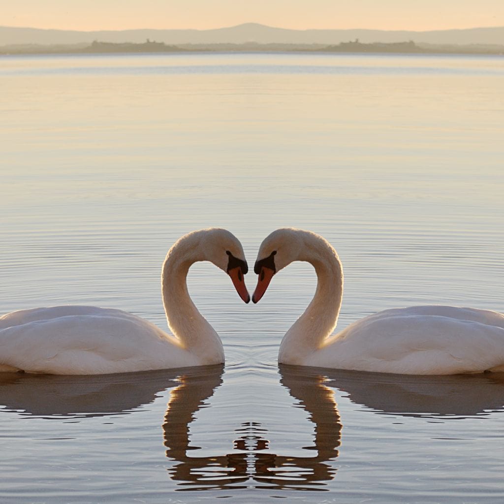 tablou canvas cu doua lebede formand o inima, reflectate simetric in apa