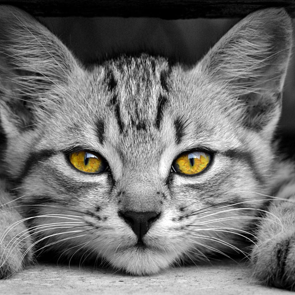 tablou canvas cu o pisica mica cu ochi galbeni si privire inocenta, pe fundal alb negru