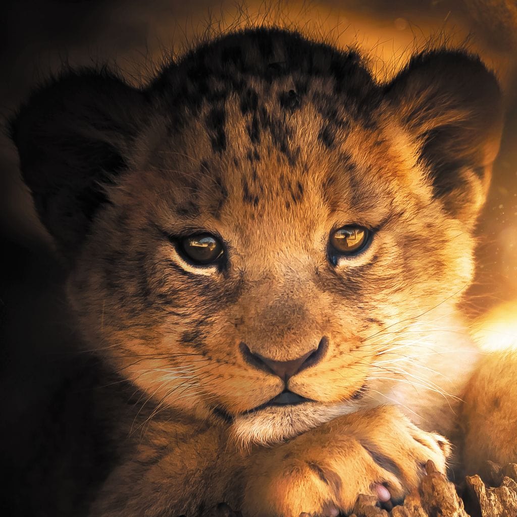 tablou canvas cu un pui de leu privind inocent dupa o stanca, pe fundal luminat de Soare la apus