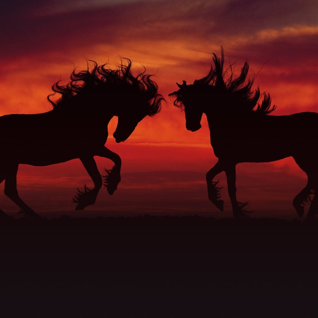 tablou canvas cu doi cai in umbra, pe fundal de apus rosiatic indian