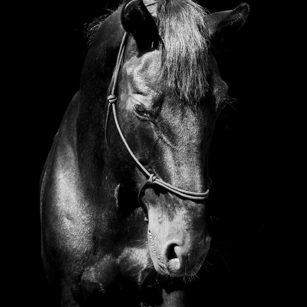 tablou canvas cu un cal surprins din profil in nuante de alb si negru, pe fundal intunecat