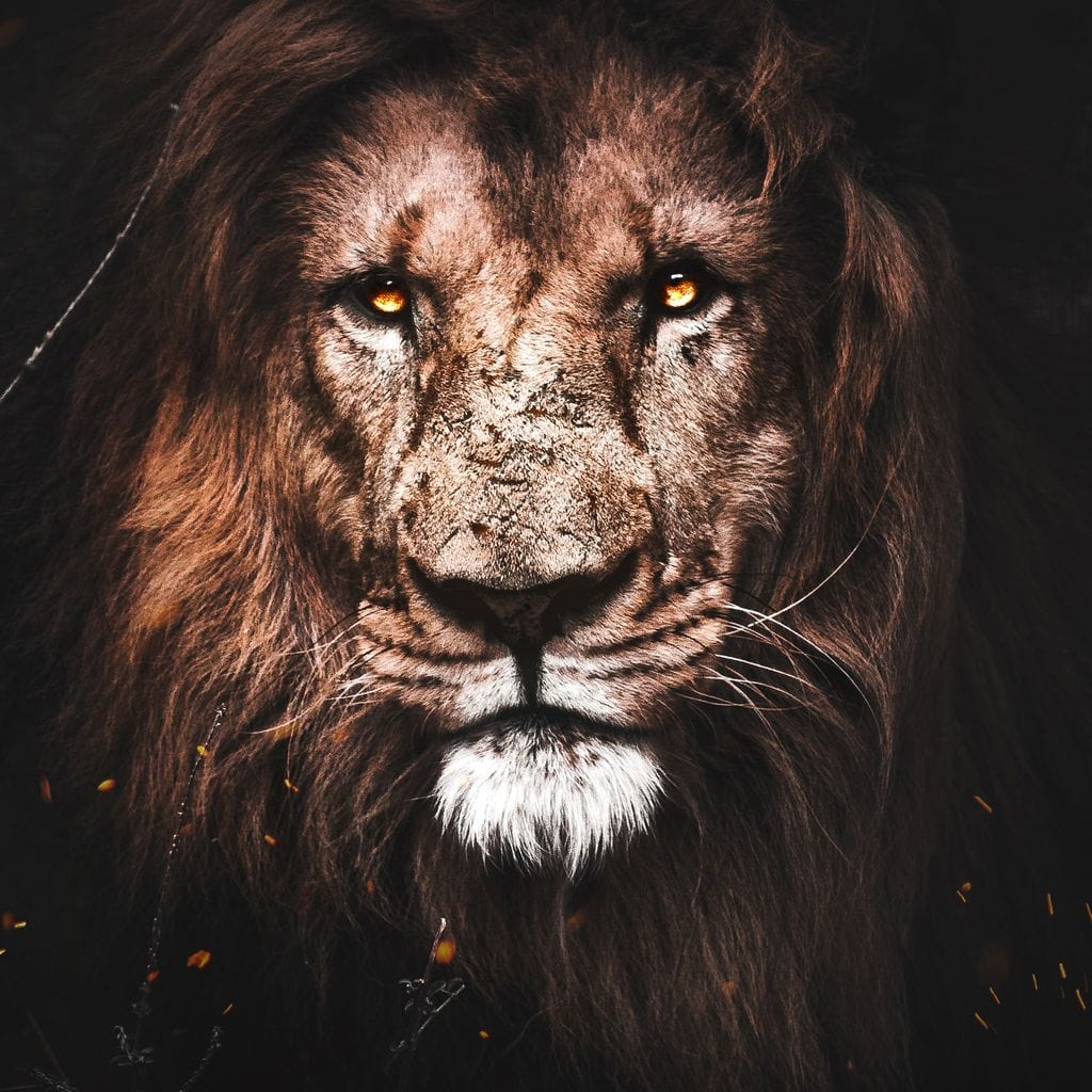 tablou canvas cu un chip de leu redat in nuante calde, pe fundal intunecat