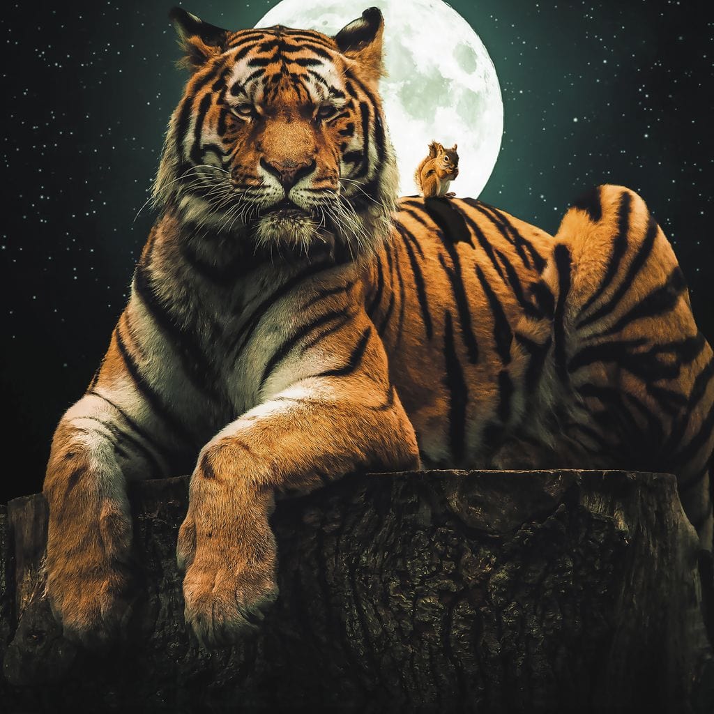 tablou canvas cu un tigru si o veverita relaxati pe un bustean, sub lumina lunii pline, pe fundal de noapte cu cer instelat