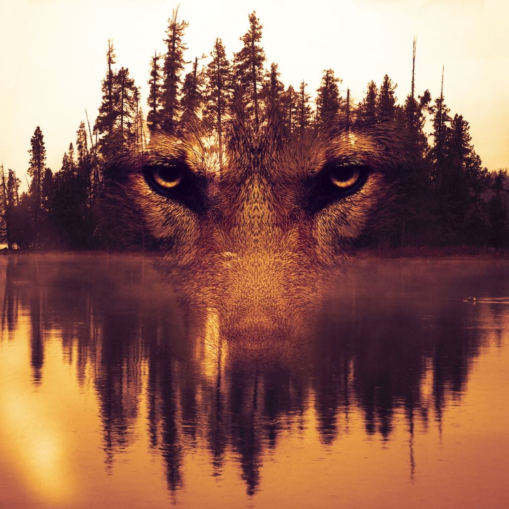 tablou canvas cu privirea unui lup redata in imaginea unei paduri pe o insula, la apus de soare reflectat in lac