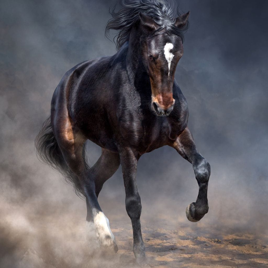 tablou canvas cu un cal maro in galop, pe fundal intunecat cu ceata